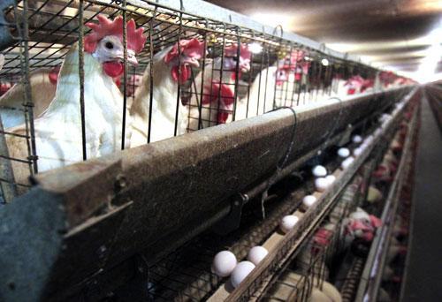 Chickens in their cages at a farm in Iowa, 2009. (AP)