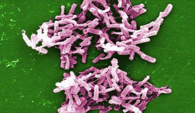 Clostridium difficile causes severe diarrhea and can frequently return, even when treated with antibiotics. (Janice Carr/CDC Public Health Image Library)
