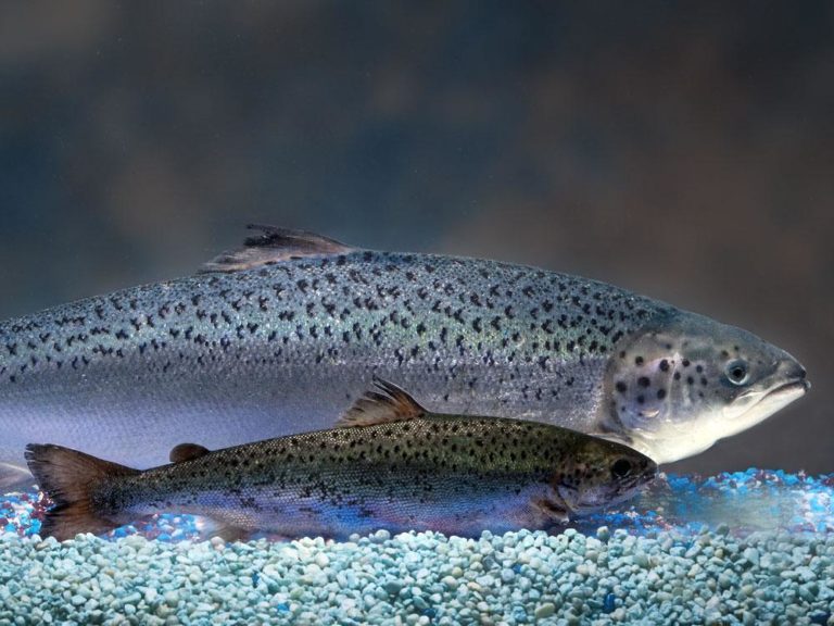 An AquAdvantage salmon behind a non-transgenic Atlantic salmon sibling of the same age. (Courtesy of AquaBounty Technologies)