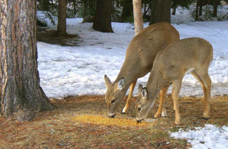 The population of deer in the northeast is growing. (*Micky/Flickr)