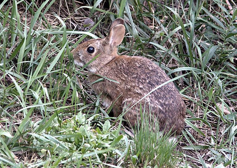 Once abundant to the area, the New England Cottontail is now a rare species, threatened by habitat loss. (AP)