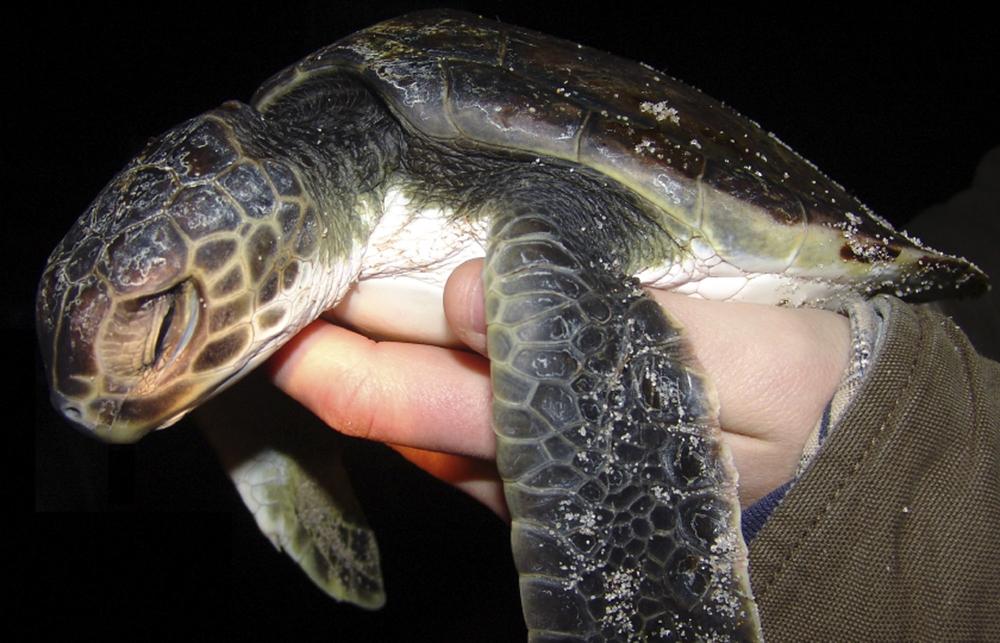 A sea turtle is rescued in Brewster, Mass., on Cape Cod. (AP/Don Lewis and Sue Wieber Nourse)  