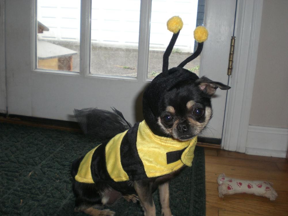 Dolly the dog, dressed up as a bumblebee for Halloween. (Dr. Jacqui Neilson)