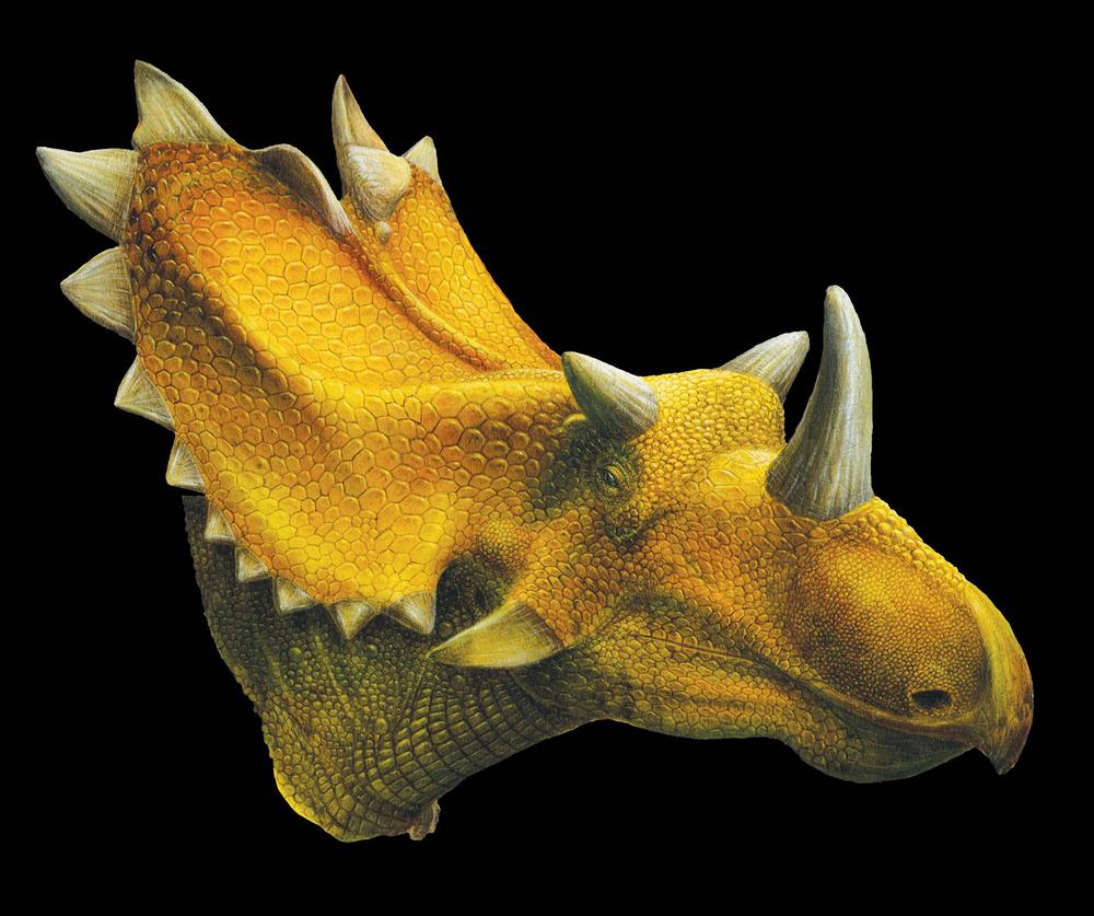 An artist's reconstruction of the Utahceratops. Scientists say they've discovered fossils in the southern Utah desert of two new dinosaur species closely related to the Triceratops, including one with 15 horns on its large head. (AP Photo/Utah Museum of Natural History)