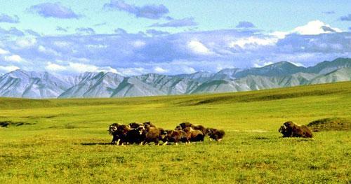 A herd of musk ox graze in an area of the Arctic National Wildlife Refuge in Alaska. (AP)