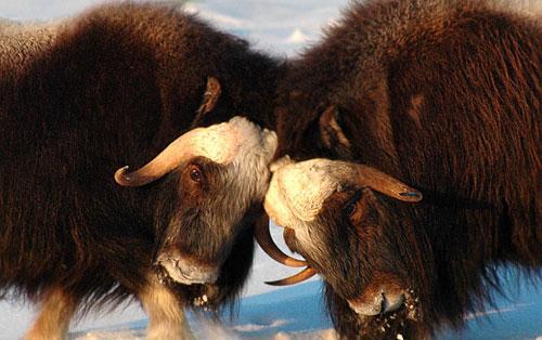 Two musk ox bulls engage in butting contests as the bulls strive to determine dominance of a herd north of Nome on Alaska’s Seward Peninsula, 2006. (AP)