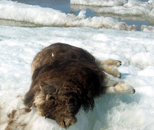 A dead musk ox on Alaska&#039;s North Slope in 2004. (AP)