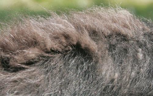 Qiviut, the ultra-soft brown undercoat of the musk ox, is seen on the back of a baby musk ox at a farm in Palmer, Alaska, 2005. (AP)
