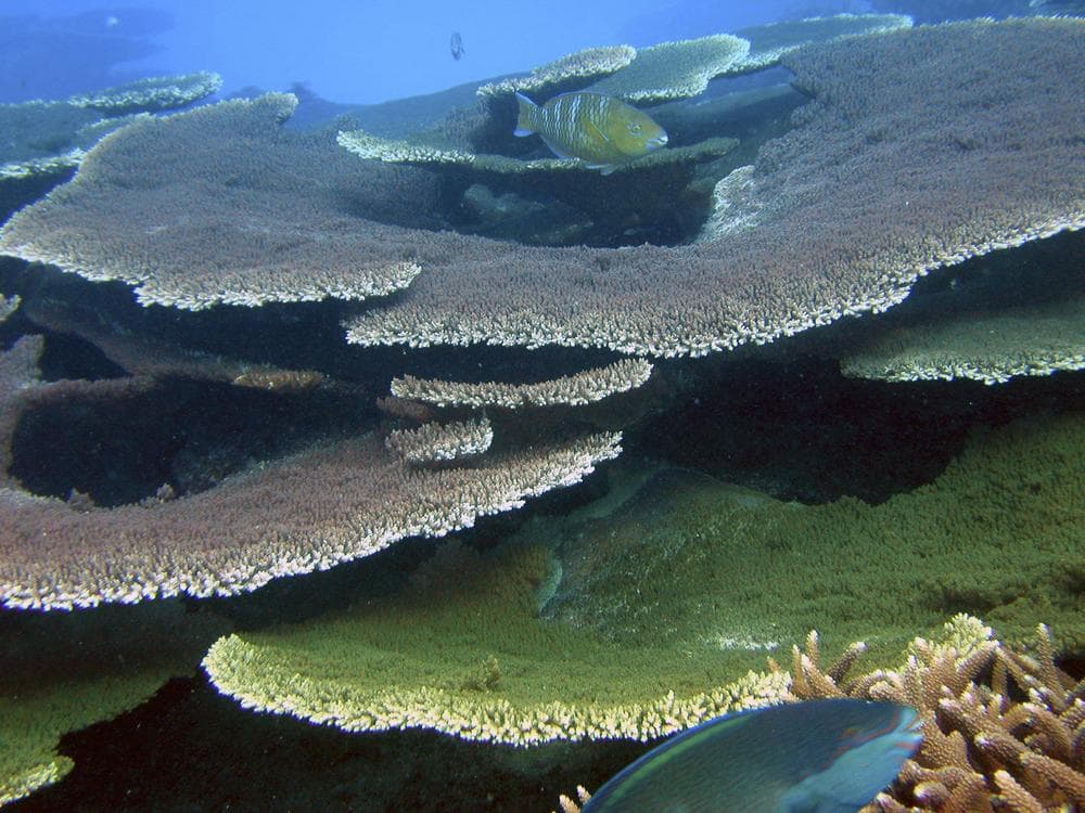 Spectacular table corals that take decades to form are found throughout the shallow water coral reefs of the Phoenix Islands, Kiribati. (AP/New England Aquarium)