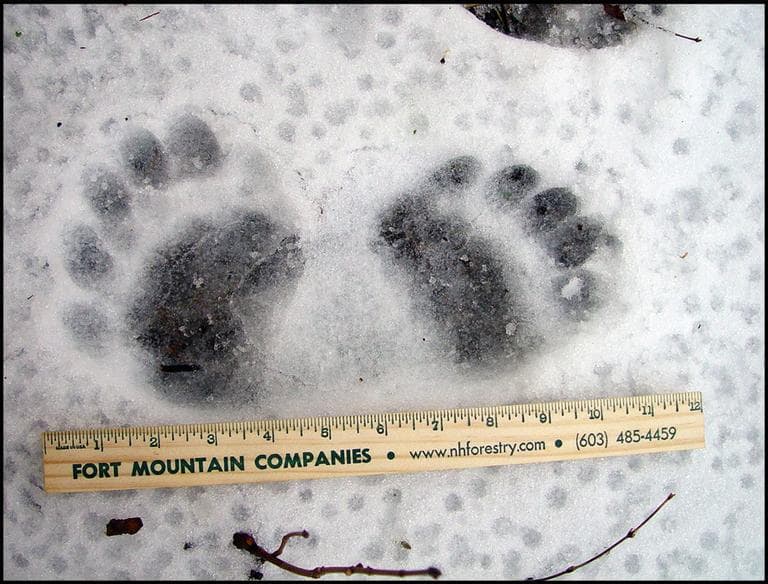 Black bear tracks in Townsend, Mass. submitted by Joanie McPhee, Radio Boston listener. (Joanie McPhee)