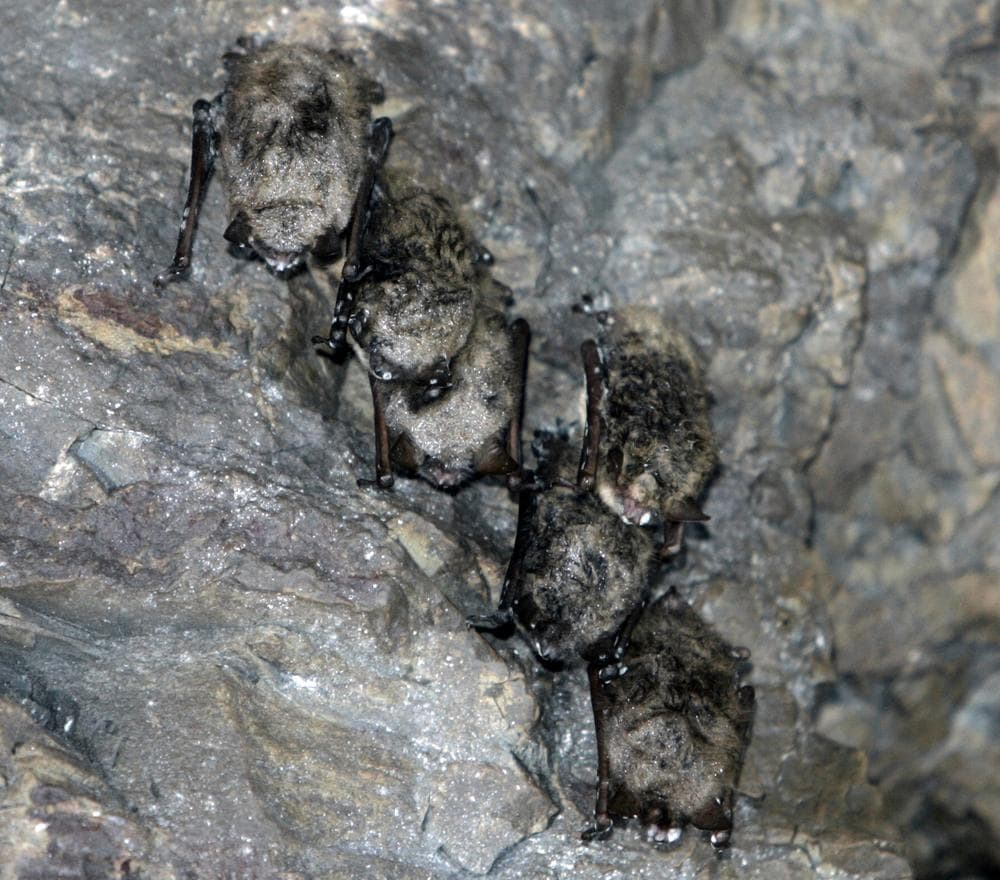 Hibernating bats are seen in an abandoned limestone mine in Rosendale, N.Y.  (AP)