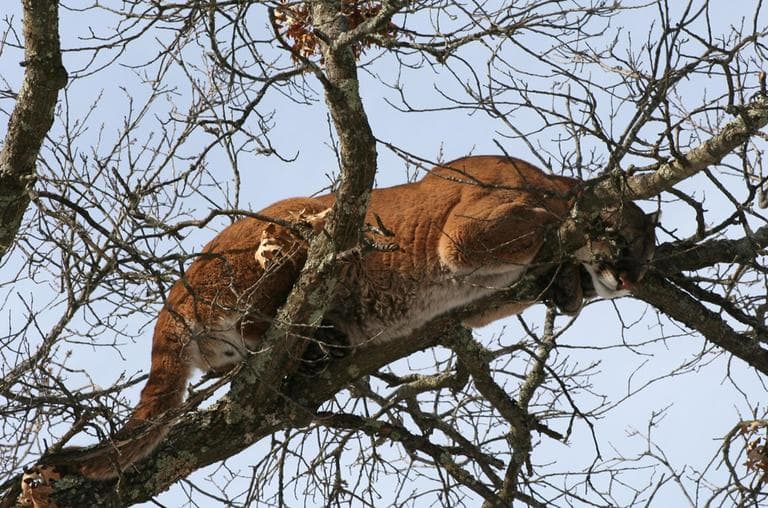 This 2009 picture provided by the Wisconsin Department of Natural Resources, shows a mountain lion in a tree west of Spooner, Wis. The cougar was eradicated in the Eastern U.S. years ago. (AP)