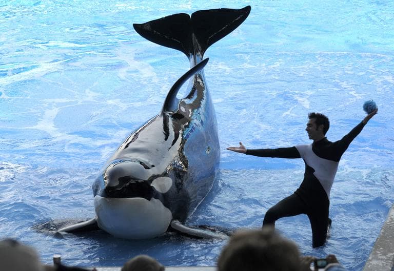 Trainer Joe Sanchez, right, works with killer whale Kayla during the Believe show in Shamu Stadium at the SeaWorld Orlando theme park in Orlando, Fla. (AP)