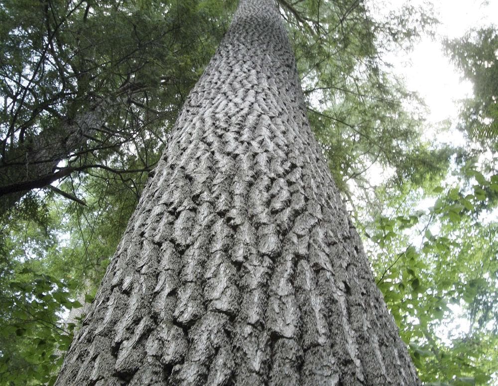 A pine tree in Bradford, N.H. (AP)
