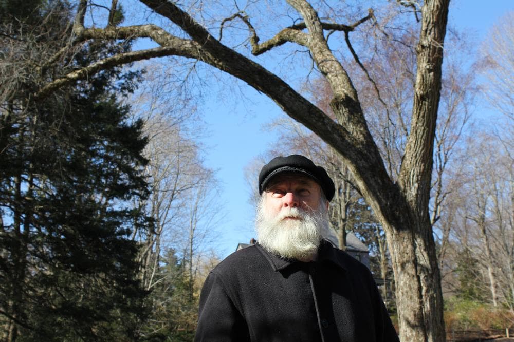 Jamaica Plain activist and naturalist Gerry Wright, in character as Frederick Law Olmsted, stands under the &quot;Olmsted Elm,&quot; a 200-year-old tree on the famed landscape architect&#39;s old property that is slated to be cut down. (Lisa Tobin/WBUR) 