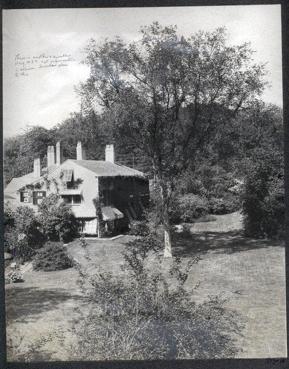 An old photo of the Olmsted Elm (Courtesy of the National Park Service/Frederick Law Olmsted National Historic Site)