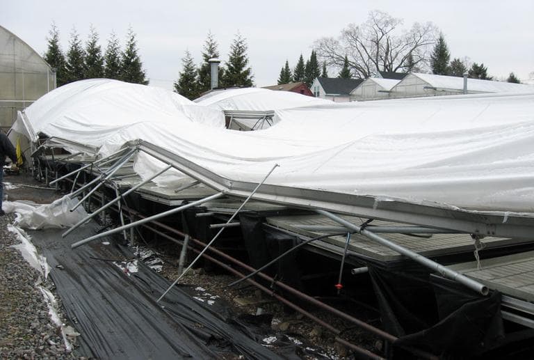 The collapsed greenhouse at Belkin Family Lookout Farm in Natick (Sacha Pfeiffer/WBUR)