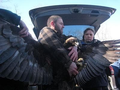 Conservation biologist Todd Katzner shows off the golden eagle's 7-foot wingspan before releasing it into the Connecticut sky. (Nancy Eve Cohen/WNPR)