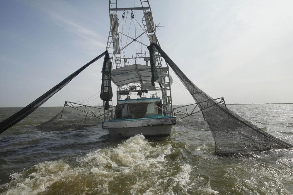 Shrimpers haul in their catch in Bastian Bay, near Empire, La., in 2010 on the first day of the shrimping season since the Deepwater Horizon oil spill. (AP)