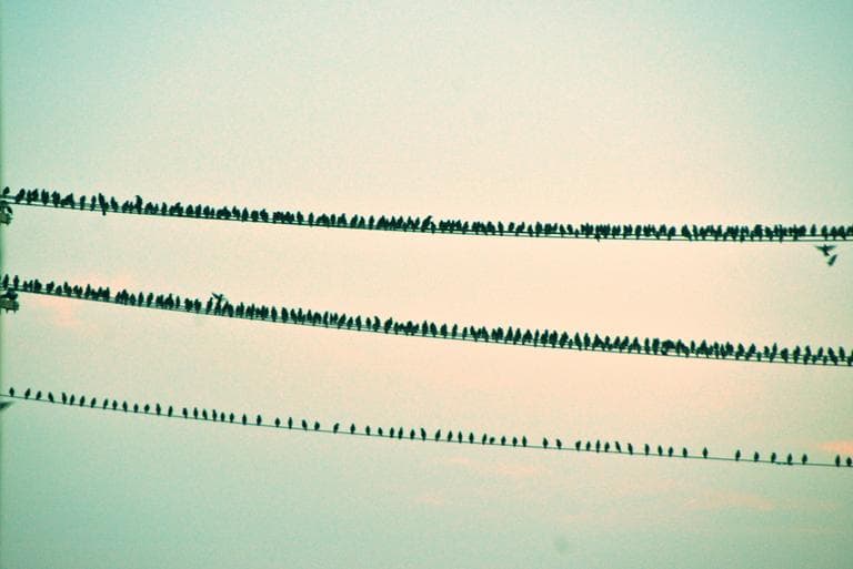 Hopefully these birds aren't angry. (eren | thisvintagechica/Flickr)