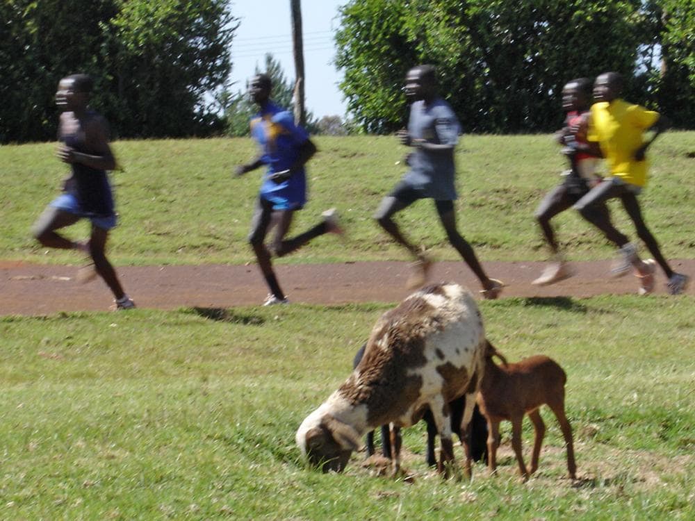 Goats graze on the infield of the Kamariny Show Grounds in Iten, Kenya.  Hundreds of world-class distance runners train in Iten, including 2011 Boston marathon winner Geoffrey Mutai.  (Karen Given/WBUR)