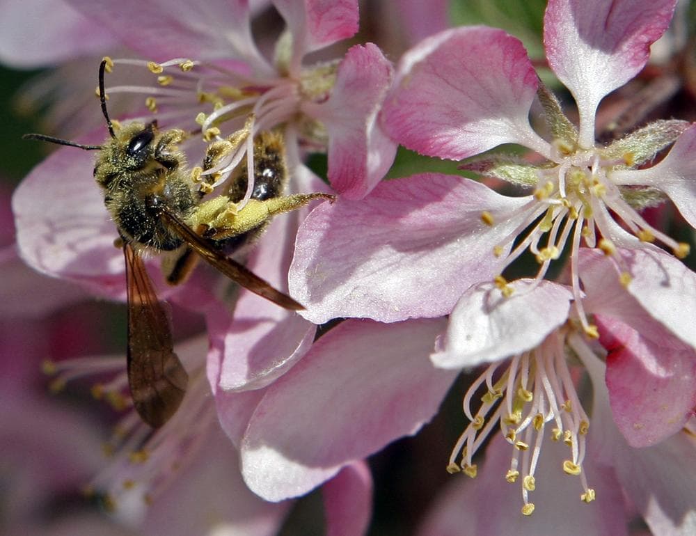 A honey bee collects pollen from a flowering tree in Cincinnati. (AP)