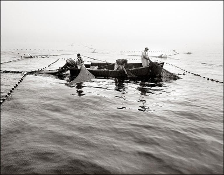 Trap fishermen haul in their catch off the coast of Rhode Island, in this photograph by Markham Starr. (Courtesy)