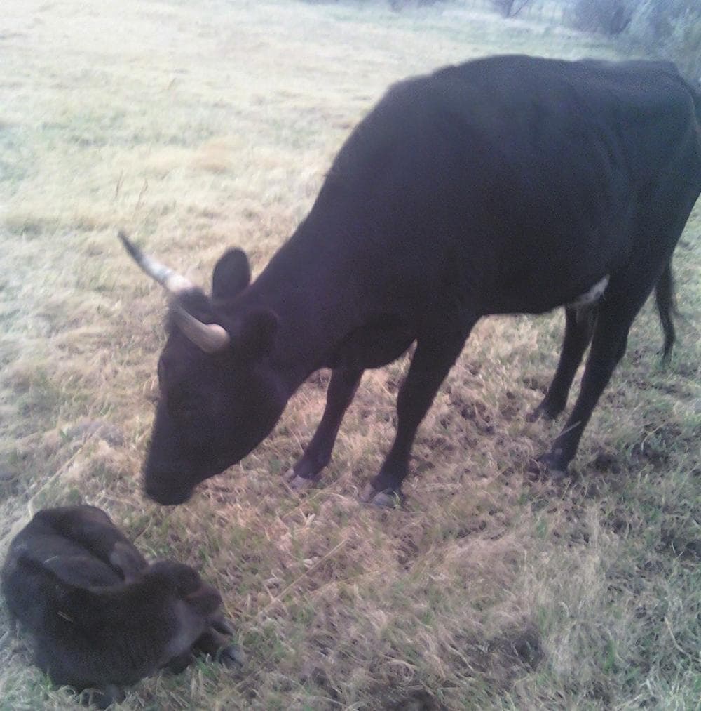 Wesley McBride's cows, on the left is newborn calf Wallow. (Courtesy of Wesley McBride)