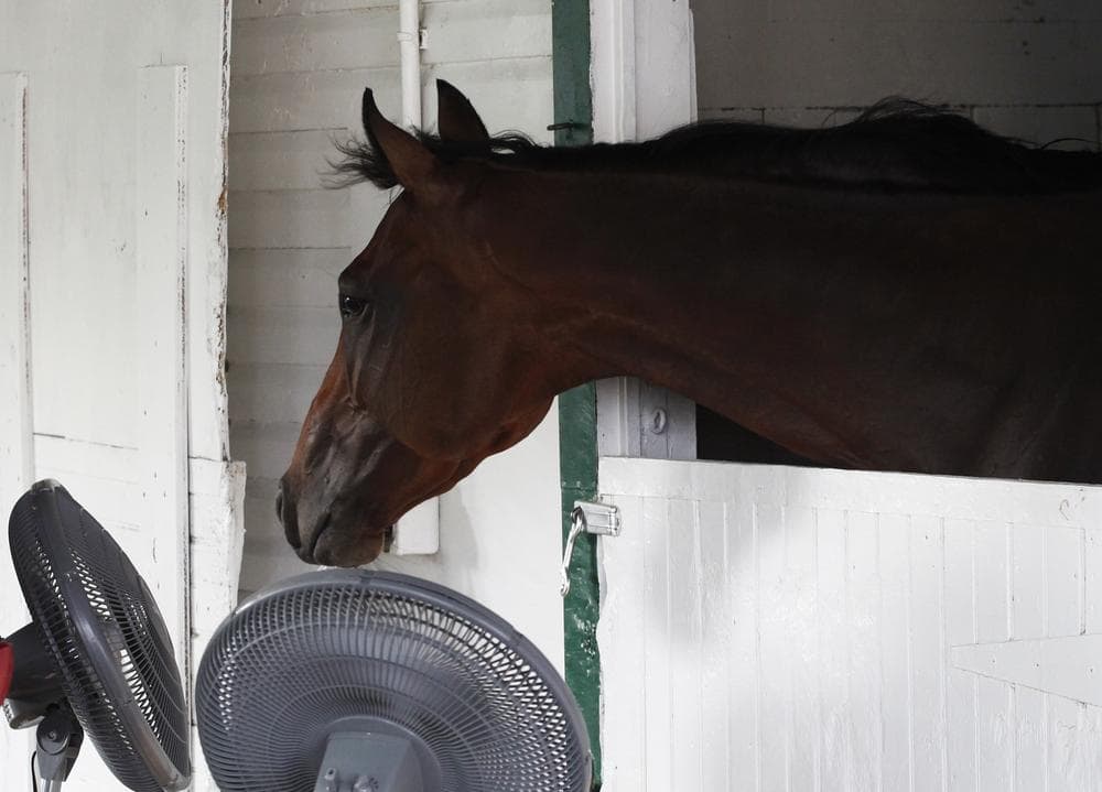 Master of Hounds gets a cool breeze from a pair of fans as he rests in his stall at Belmont Park in Elmont, N.Y. He is entered in Saturday's Belmont Stakes. (AP)