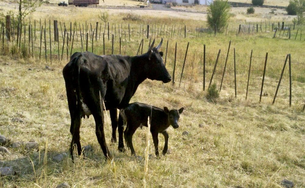 Wallow the calf was born after Wesley McBride and his family were forced to evacuate their ranch in Springerville, Ariz., due to encroaching fires. When the McBrides returned, both Wes and mother were doing fine. (Photo: courtesy of The McBrides)