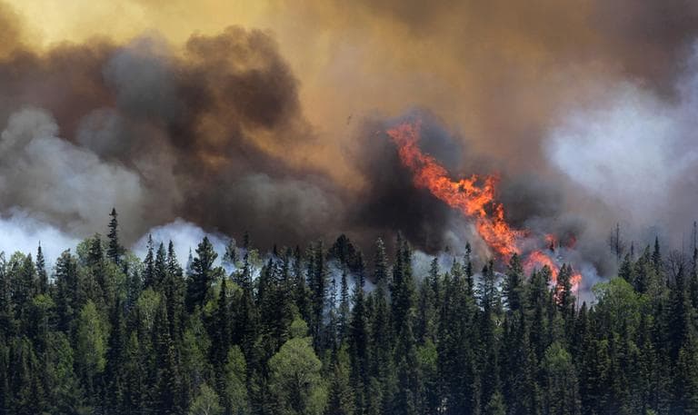 Trees as firefighters battle the Wallow Fire in the Apache-Sitgreaves National Forest, Arizona. (AP)