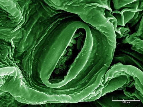 The source of the E. coli outbreak is still unknown but authorities are warning against eating lettuce, sprouts, cucumbers and other salad ingredients from the region