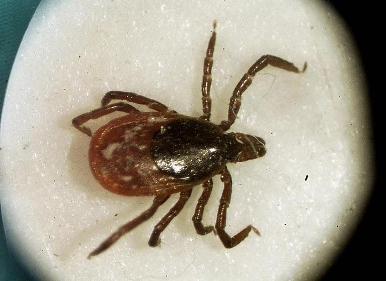Deer tick, known to cause Lyme Disease, seen under a microscope (AP)