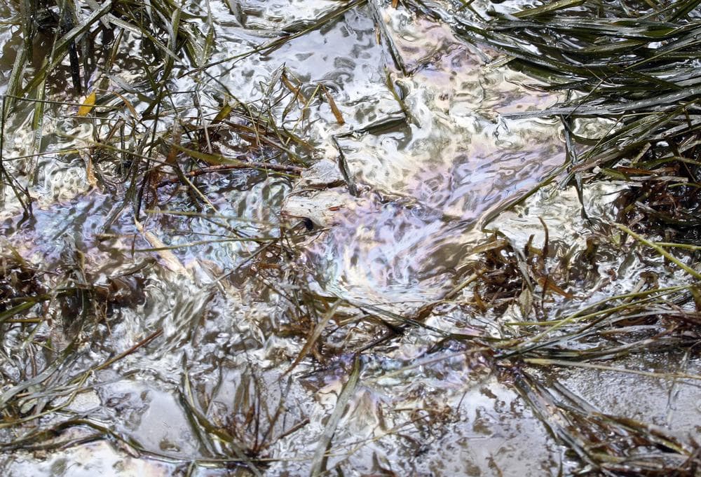 A sheen of oil  can be seen in the water on property owned by Jim Swanson in Laurel, Montana, Monday. (AP)