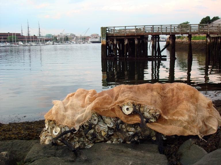 Bunches of oysters ready to be bedded in the Boston Harbor. Oyster spat or baby oysters have been seeded onto the surface of these shells. (Adam Ragusea/WBUR)