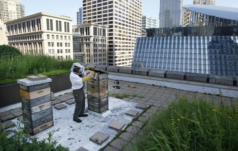 Beekeeper Michael Thompson applies smoke to settle down the more than 1000,000 bees in a hive on top of City Hall in Chicago. (AP)