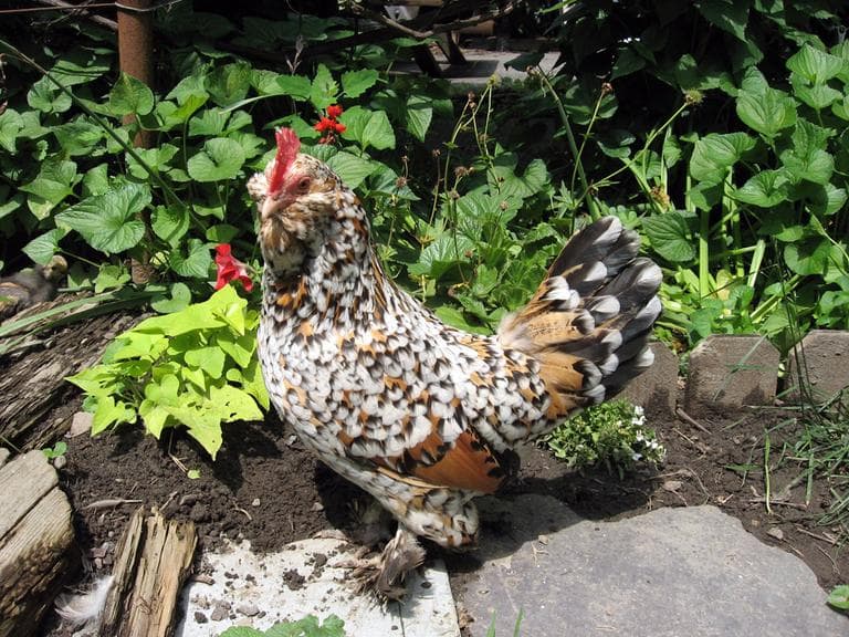 One of Khrysti Smyth's Mille Fleur-colored Belgian Bearded d'Uccle hen, Miss Fleur (Courtesy Khrysti Smyth