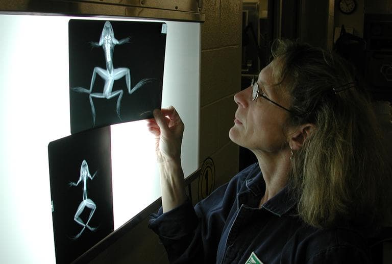 Carol Meteyer at work in her lab, looking at x-rays of frogs. (National Wildlife Health Center/USGS)