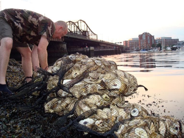 The Massachusetts Oysters Project is working to repopulate Boston Harbor with oysters. (Adam Ragusea/WBUR)