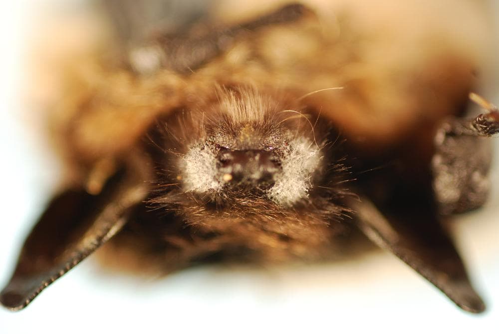 A close-up of the nose of a little brown bat with white nose syndrome.