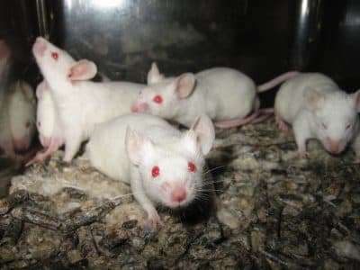 Generic lab mice