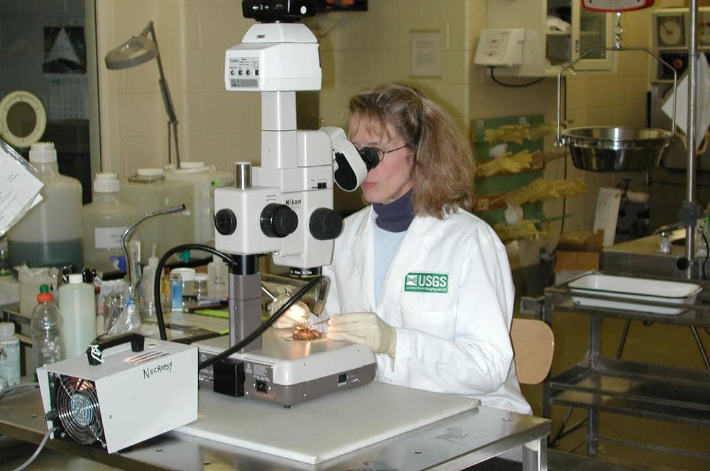 Carol Meteyer at work in the lab