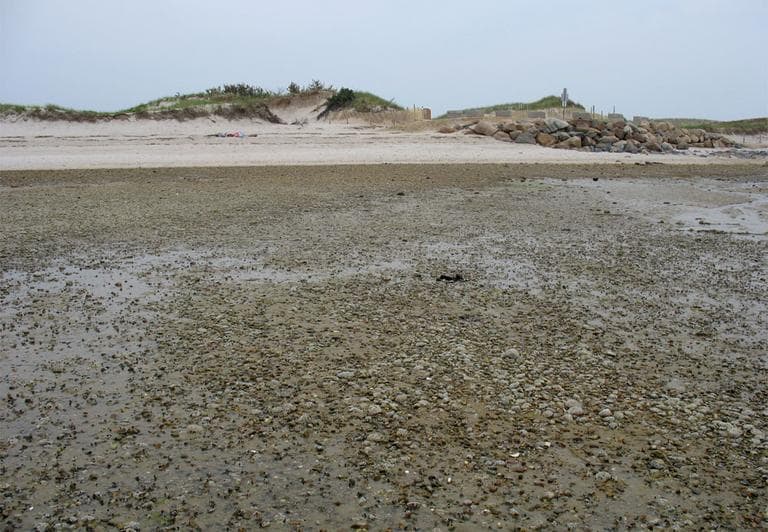 The appearance of rocks on Dennis' Chapin Beach is an indicator of how much the beach has already eroded. (Monica Brady-Myerov/WBUR)