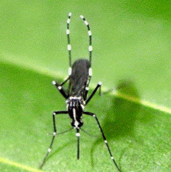 The Aedes albopictus or Asian Tiger mosquito. (Courtesy of Ary Farajollahi)
