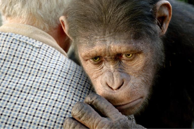  In this image released by Twentieth Century Fox, Caesar the chimp, a CG animal portrayed by Andy Serkis is shown in a scene from &quot;Rise of the Planet of the Apes .&quot; (AP)