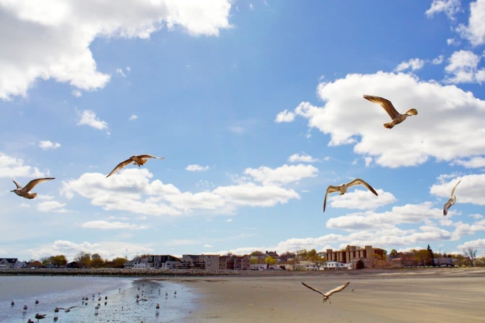 Seagulls fly above Revere Beach. (Dr. RawheaD/Flickr)