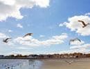 Seagulls fly above Revere Beach. (Dr. RawheaD/Flickr)