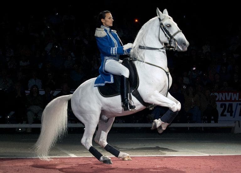 A Lippizaner Stallion and a rider perform at the Wachovia Center in Philadelphia, Pa., in 2008. (misscrabette/Flickr)