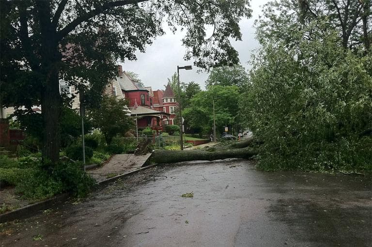 A downed tree on Melville Avenue in Dorchester (Delores Handy/WBUR)