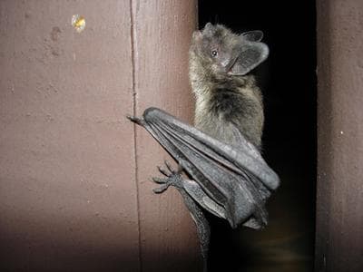 A bat found in the Back Bay tested positive for rabies, health officials said.